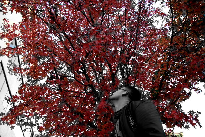 Man Looking at Red Tree