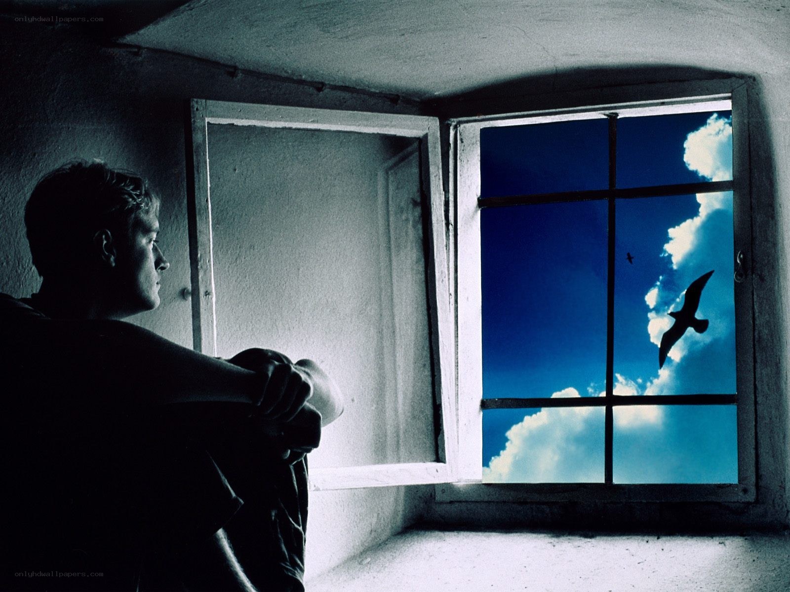 Man looking out window at birds
