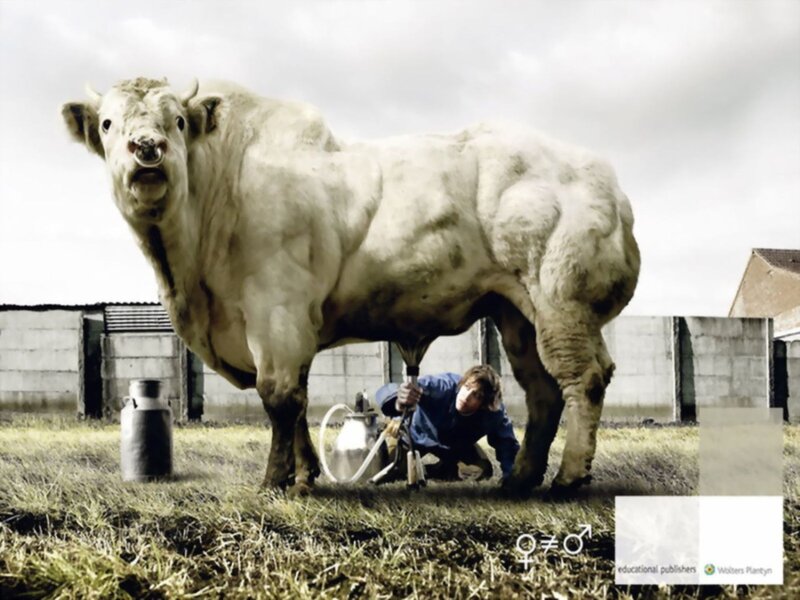 Man Milking a Bull — White