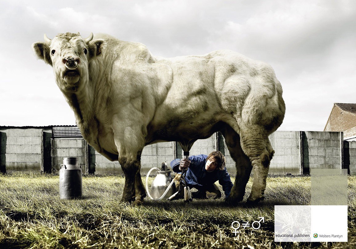 Man milking a bull