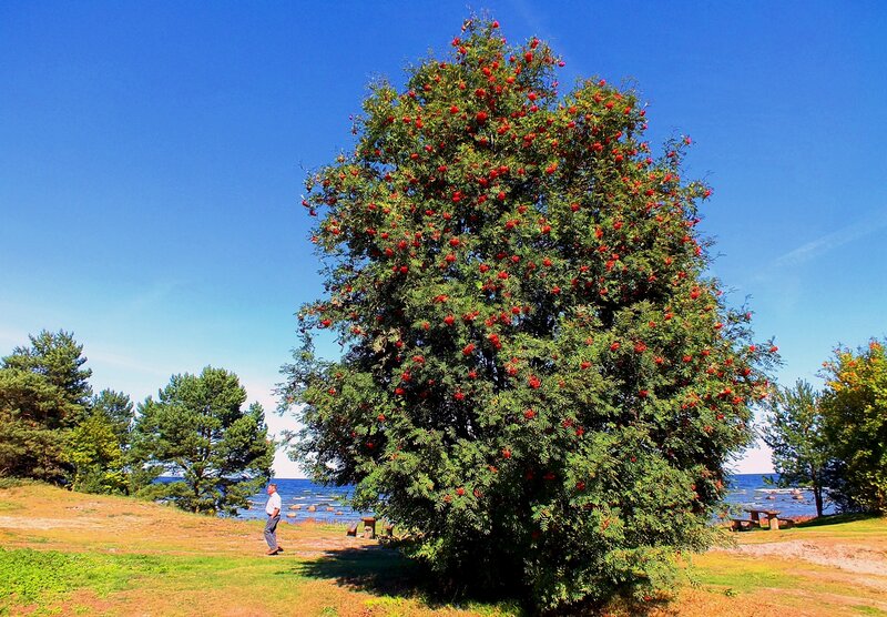 Man Near Berry Tree