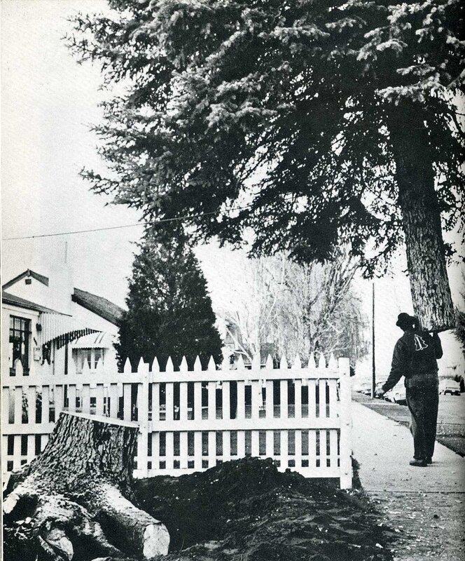 Man near tree stump and fence