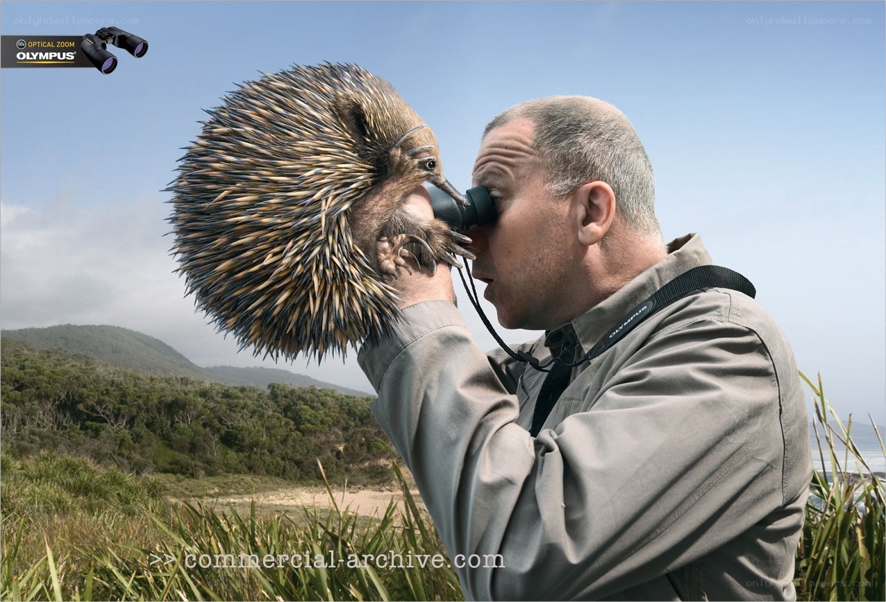 man observing echidna with binoculars