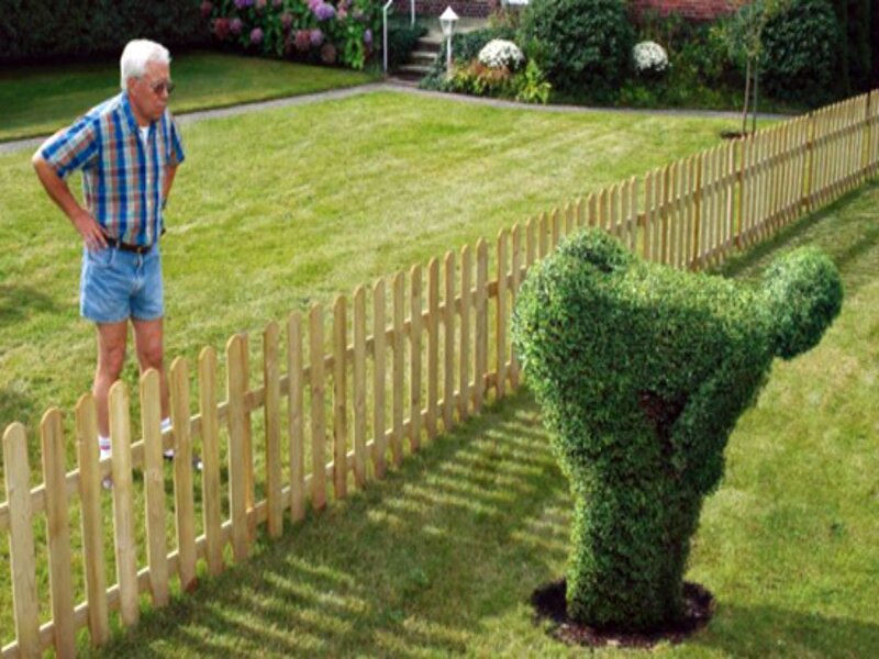 Man Observing Topiary