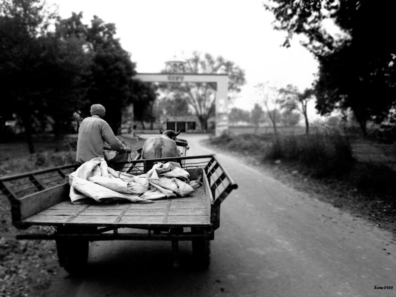 Man on a cart with oxen