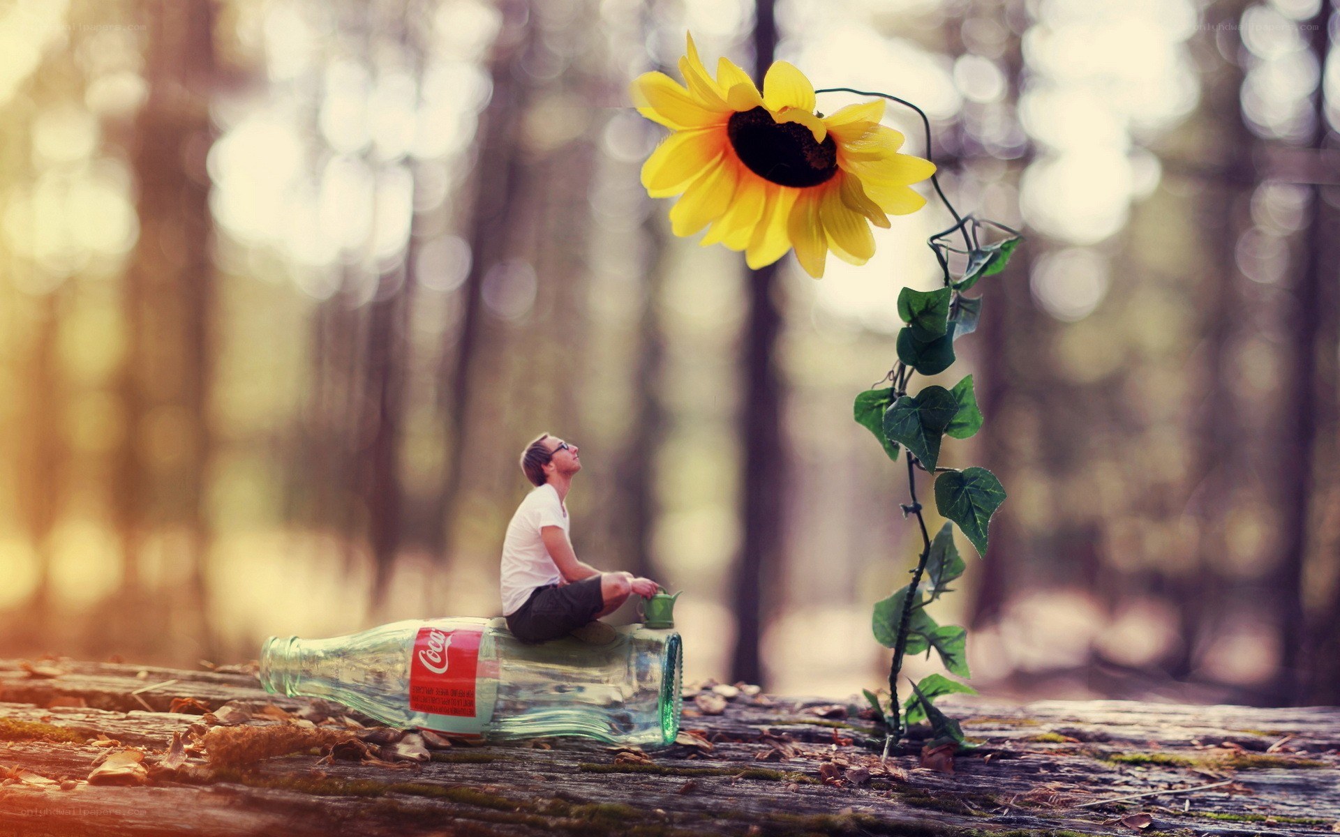Man on bottle with sunflower