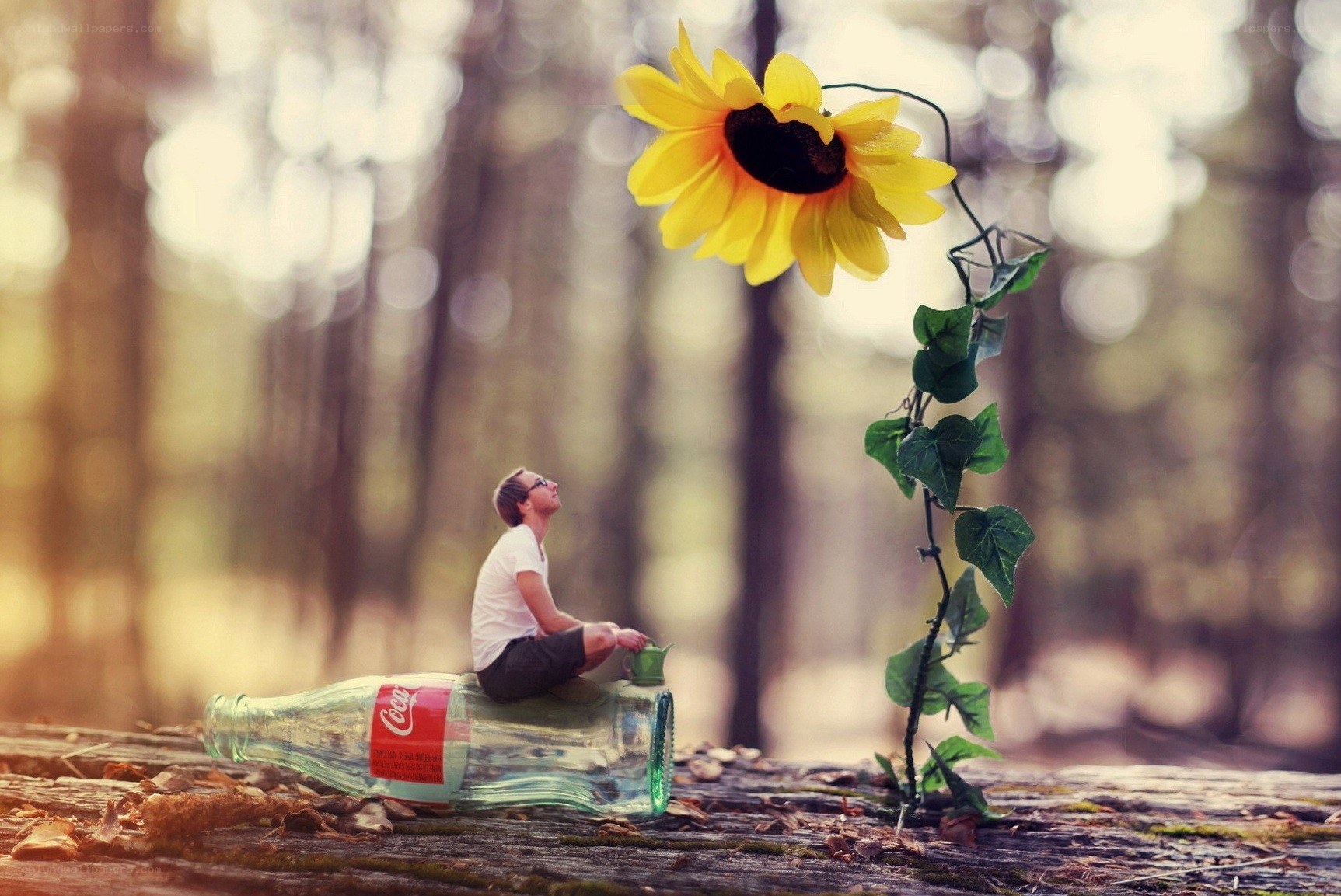 Man on bottle with sunflower