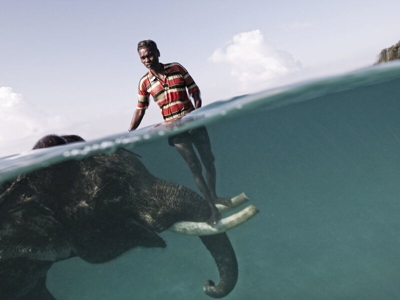 Man on Elephant in Water