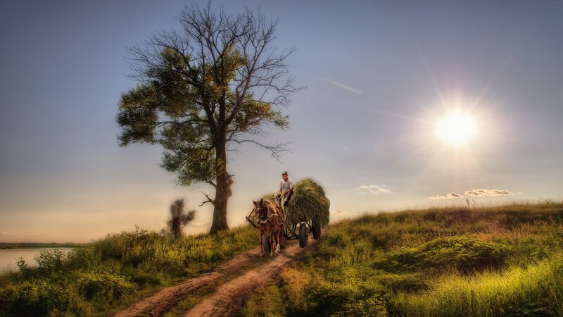 Man on Horse-drawn Cart