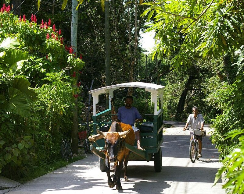 Man on Ox Cart