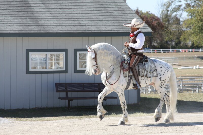 Man on Spotted Horse
