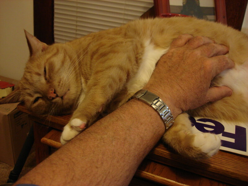Man petting a sleeping cat