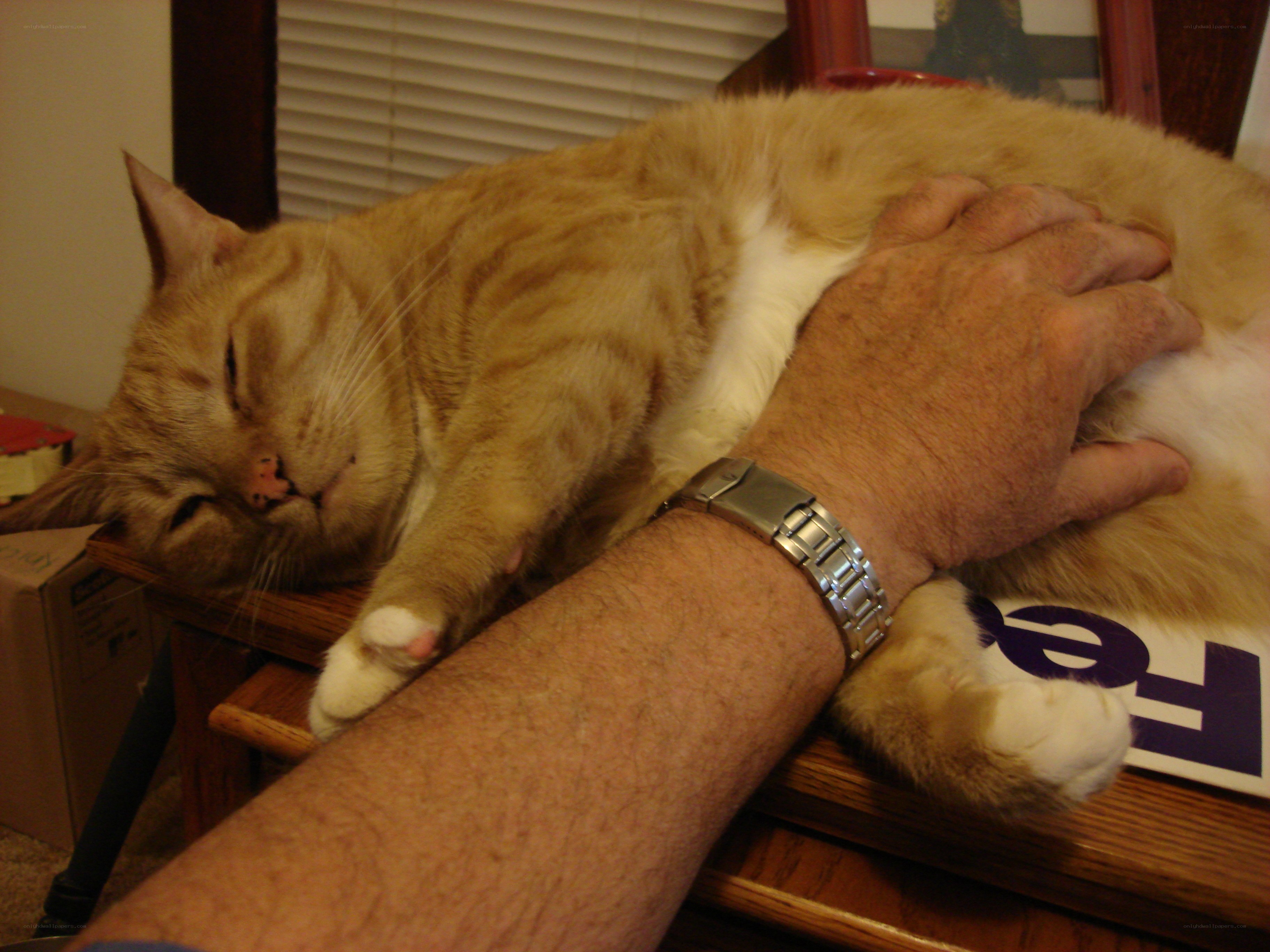 Man petting a sleeping cat