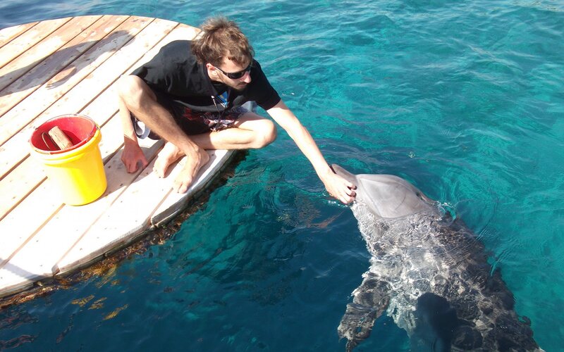 Man Petting Dolphin
