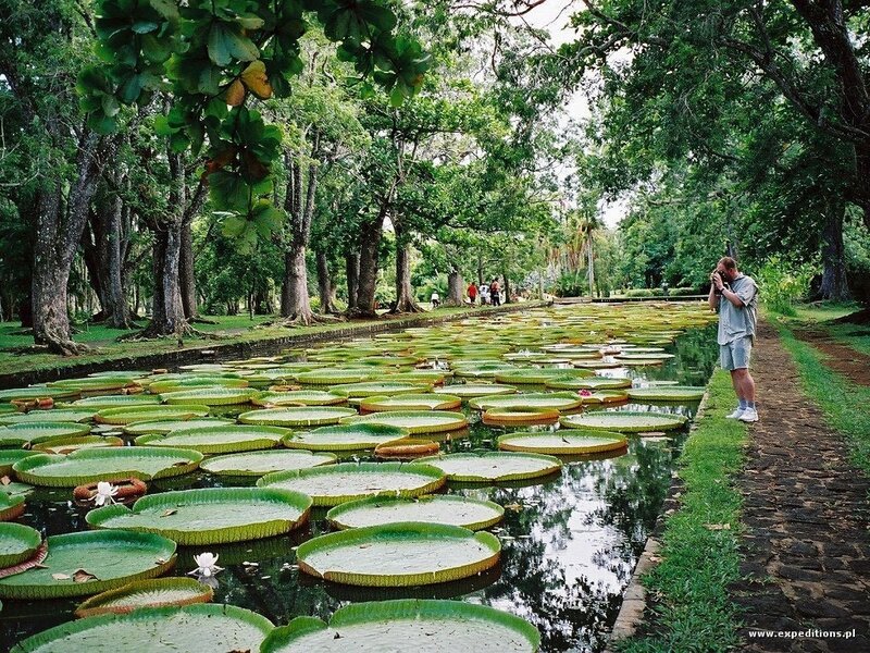 Man photographing lily pads