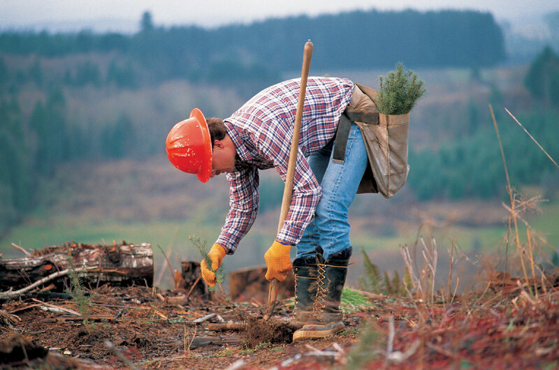 Man Planting Tree