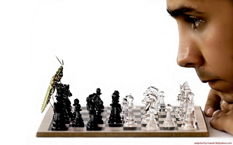 man playing chess with grasshopper