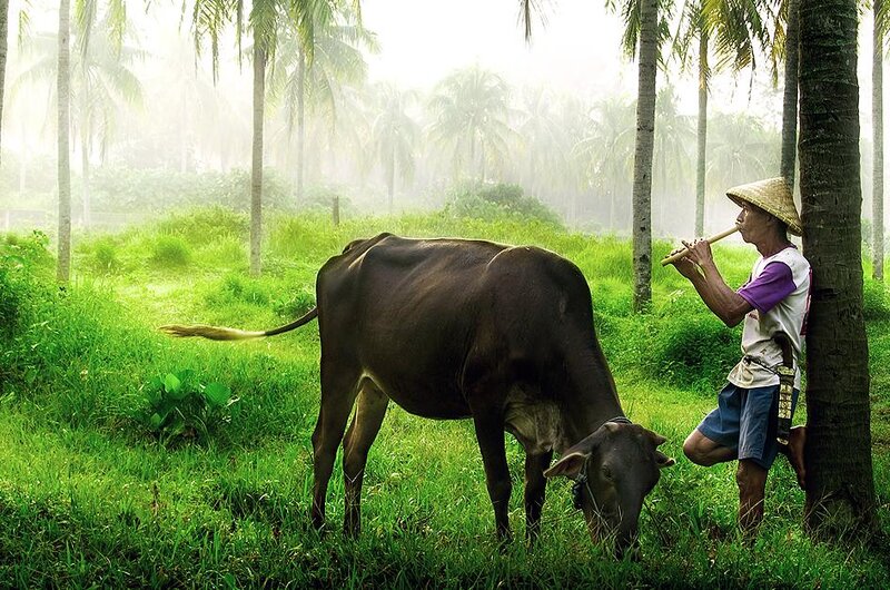 Man Playing Flute with Cow
