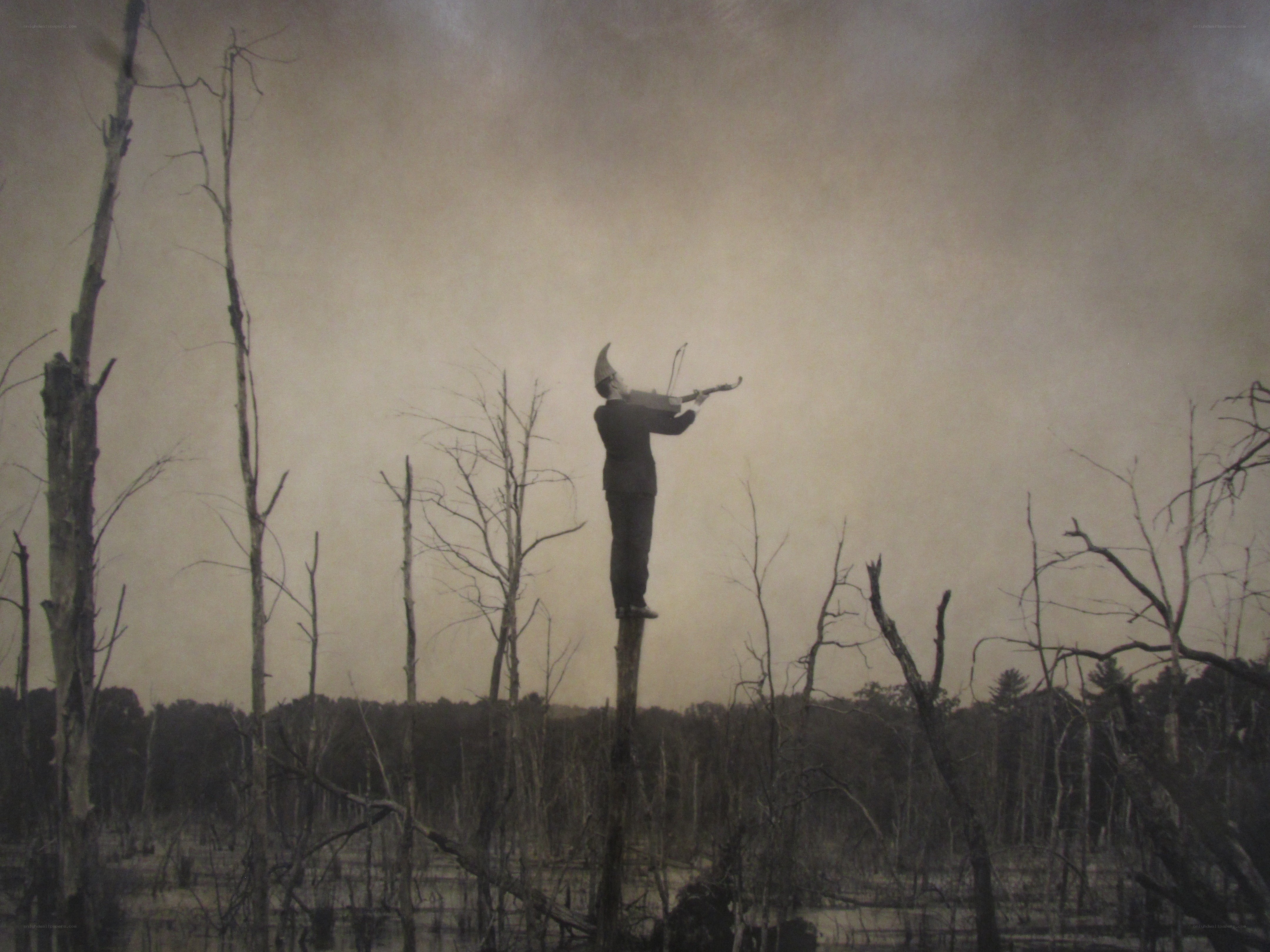 man playing violin on tree