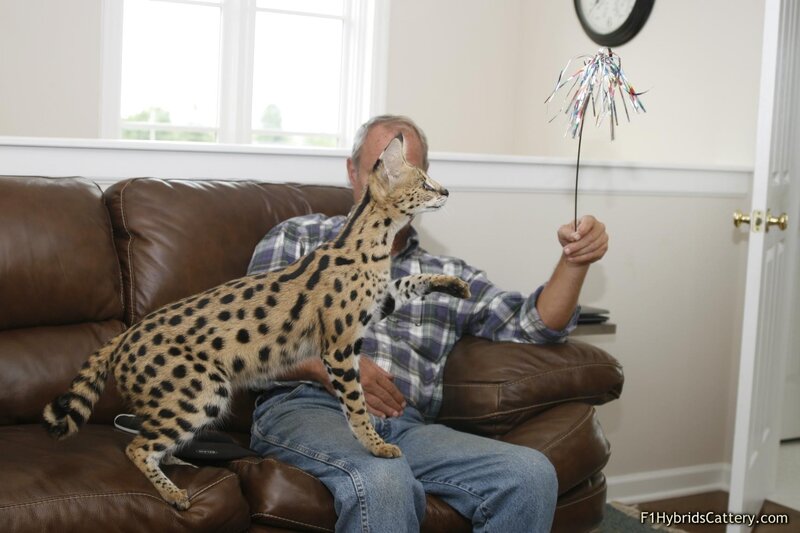 Man playing with serval cat