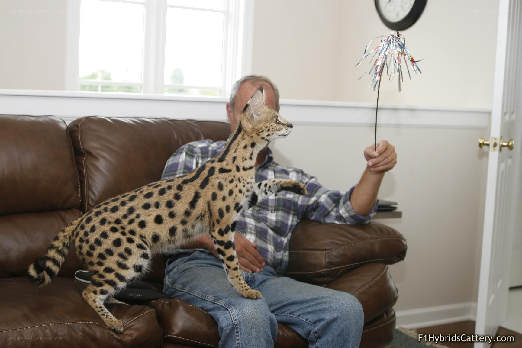 Man playing with serval cat