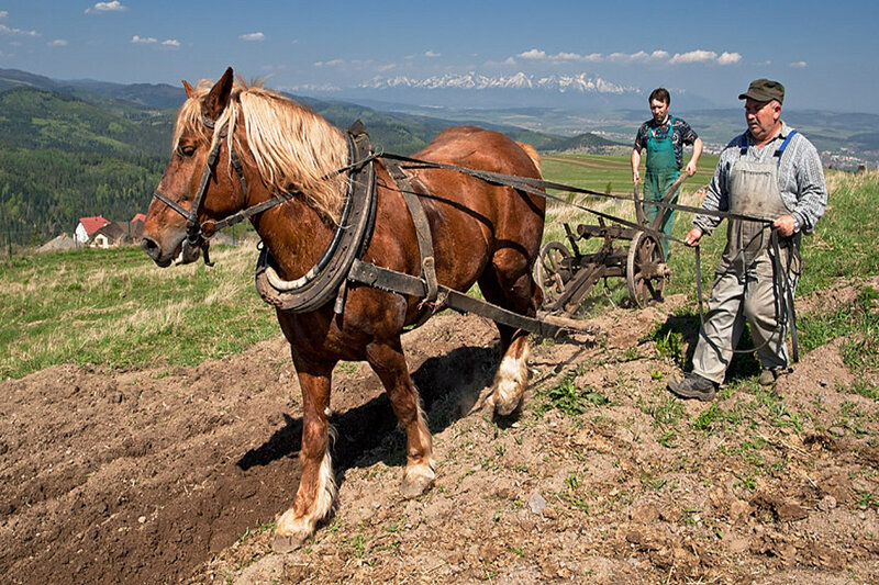 Man Plowing with Horse