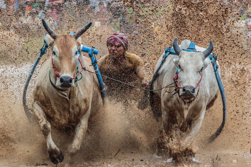Man Racing Bulls — Brown
