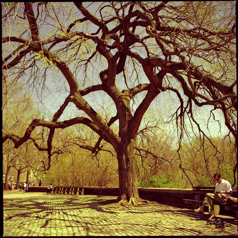 Man reading under a large tree