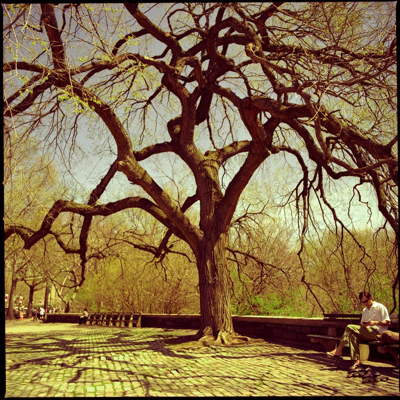 Man reading under a large tree