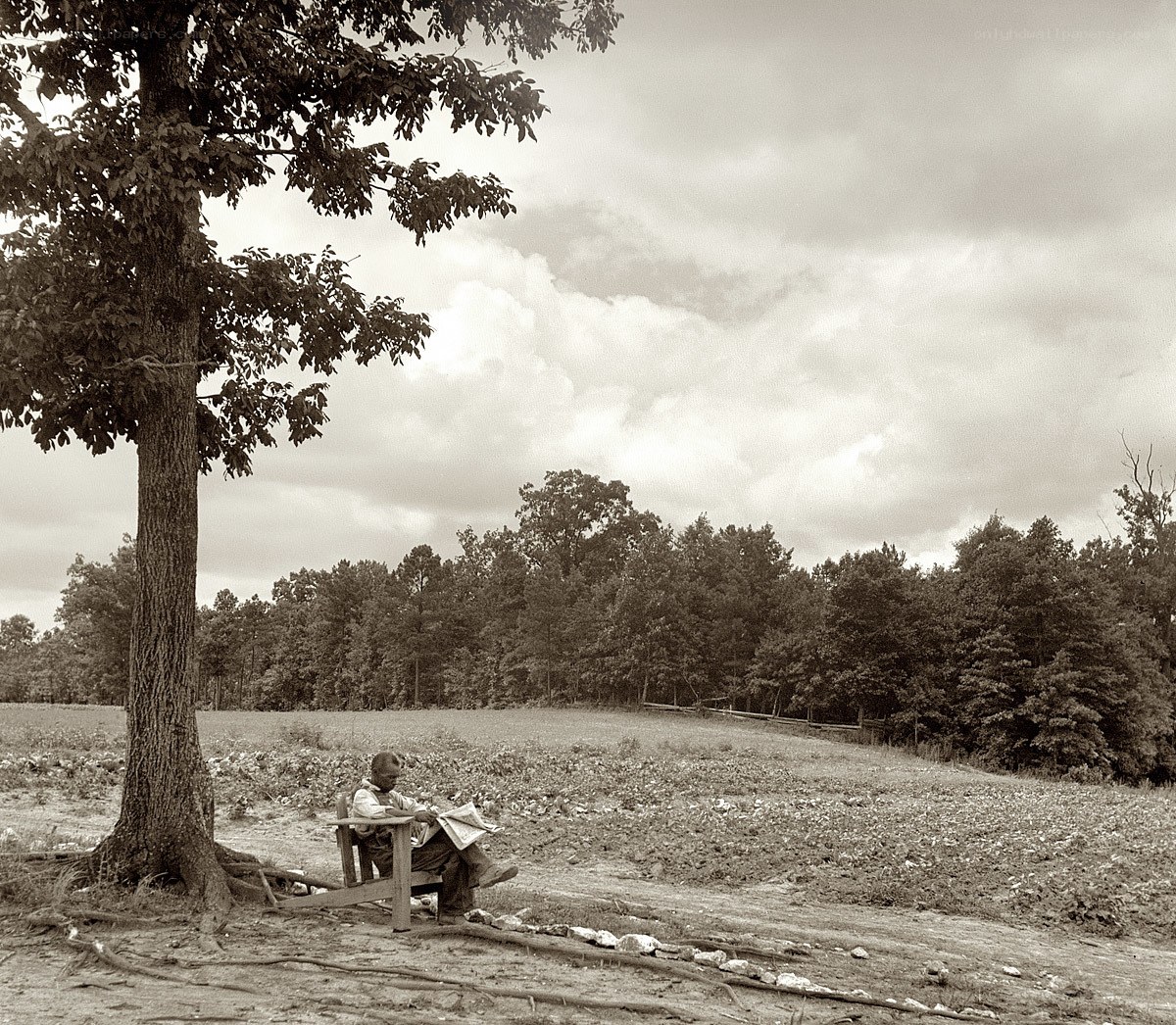 Man reading under a tree