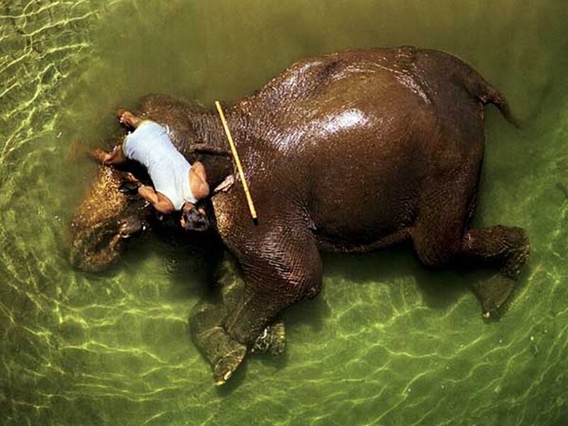 man resting on elephant in water