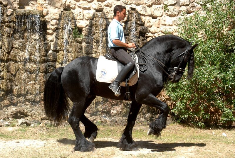 Man riding a black horse