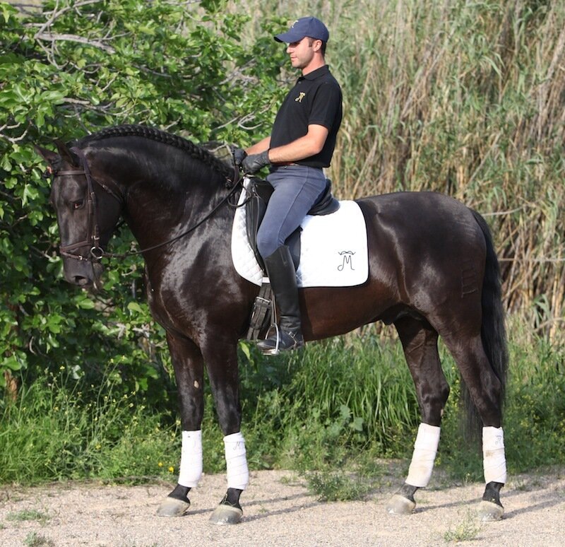 Man riding a black horse
