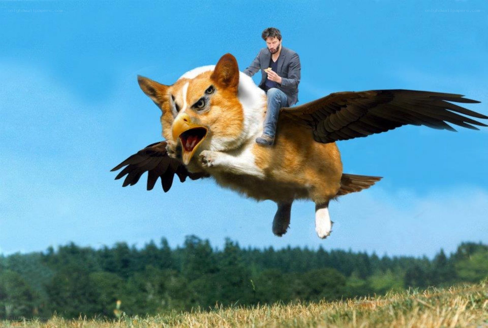 man riding a corgi-eagle