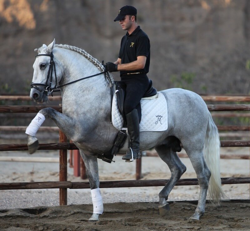 Man riding a grey horse