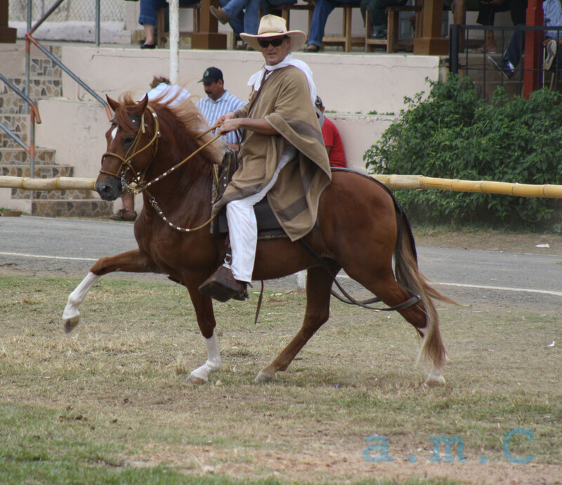 Man Riding a Horse — Brown, Active, Afternoon