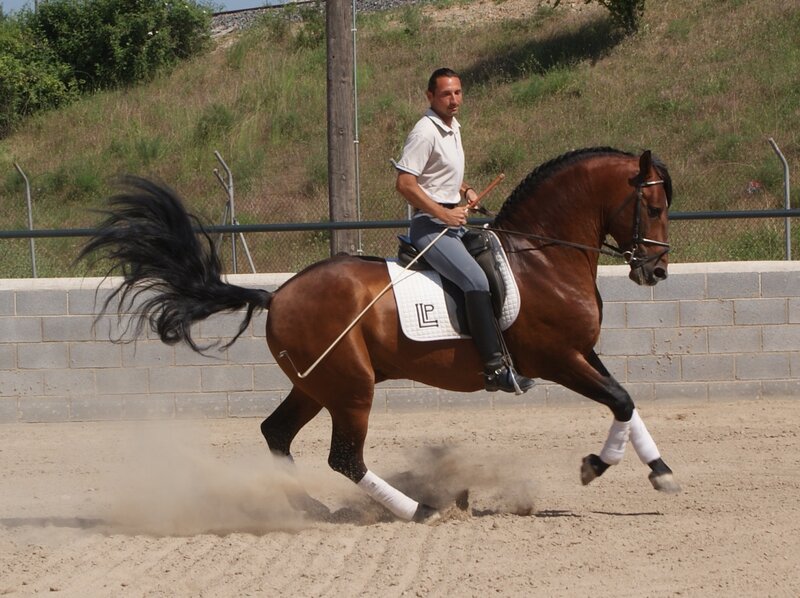 Man riding a horse in an arena