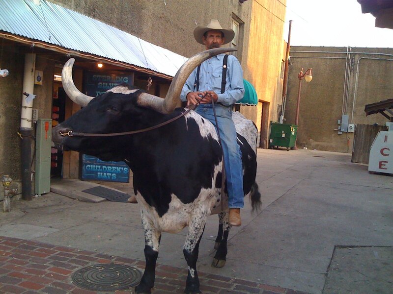 Man riding a longhorn bull