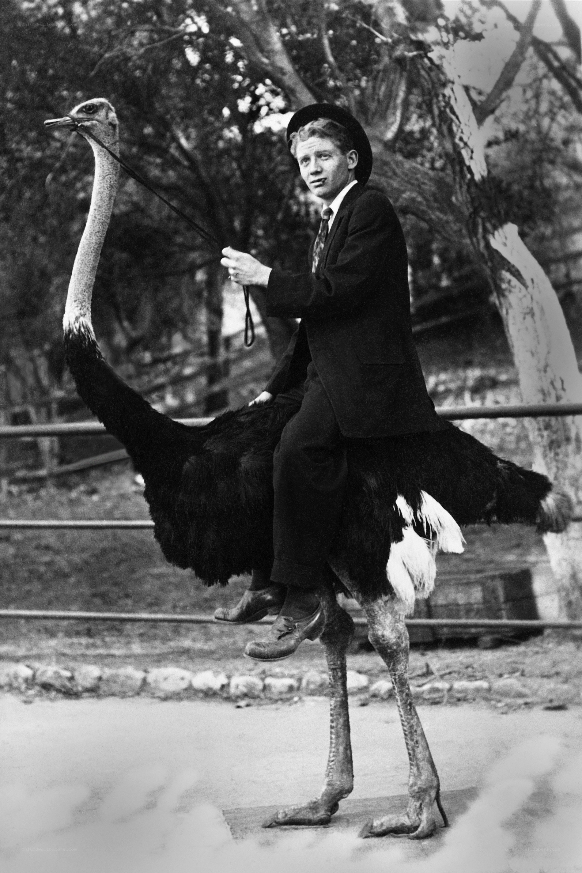Man riding an ostrich