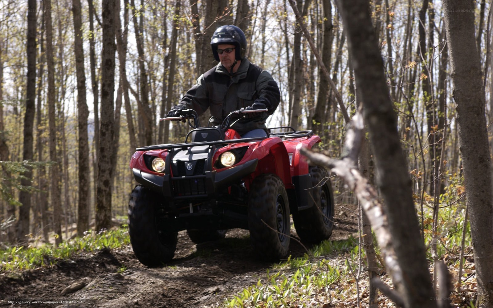Man riding ATV in forest