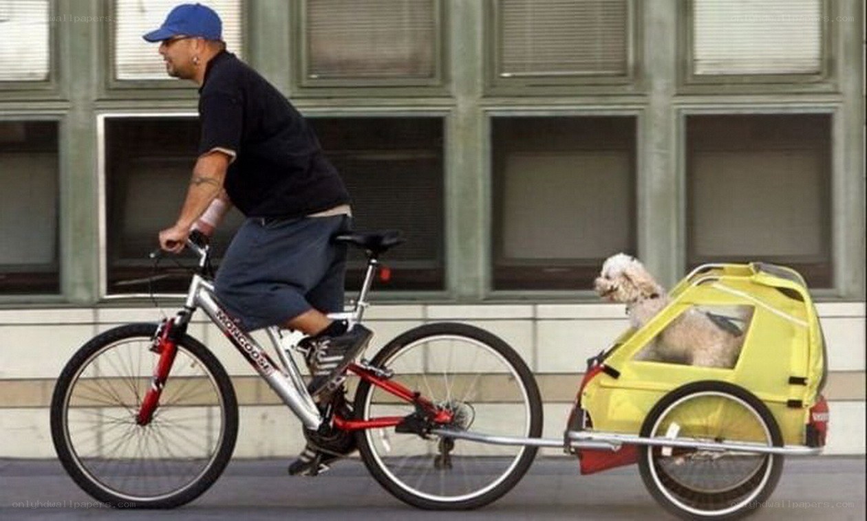 Man riding bike with dog trailer