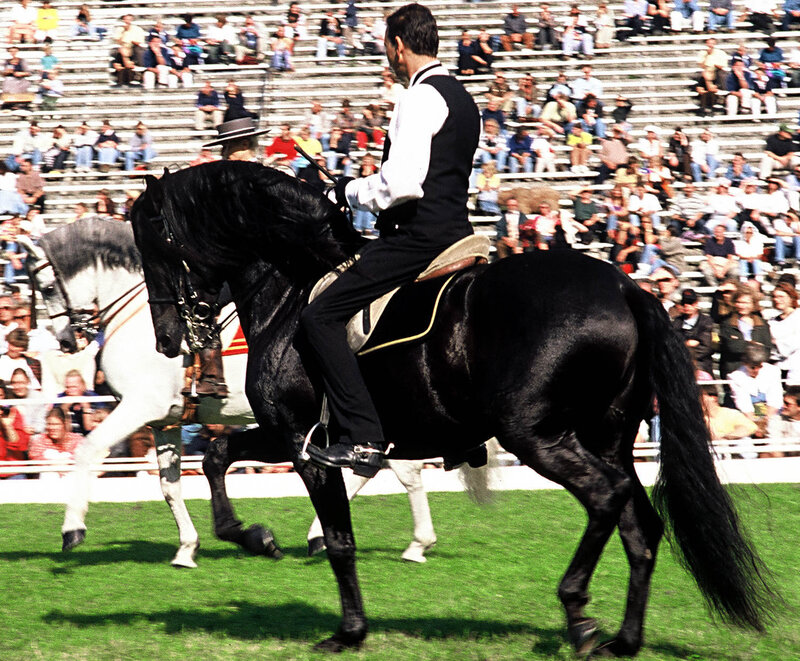 Man Riding Black Horse — Active