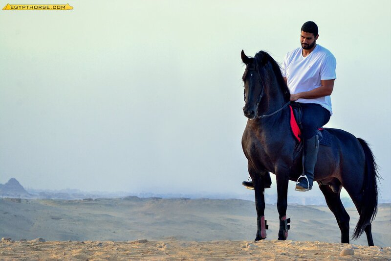 Man Riding Black Horse — Serene, Afternoon