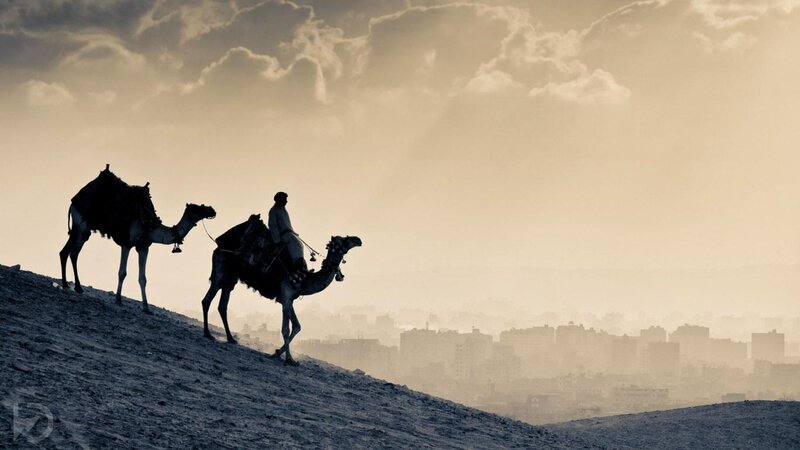 Man Riding Camels — Brown