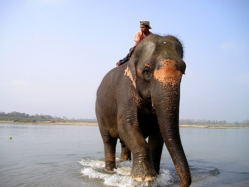 Man Riding Elephant — Gray