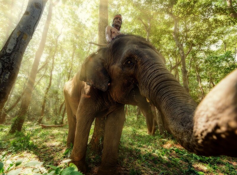 Man Riding Elephant — Green, Serene