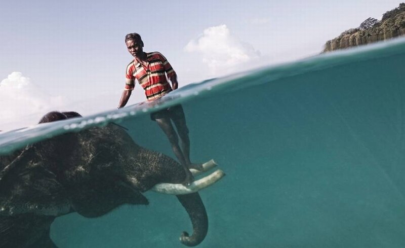 Man riding elephant in water