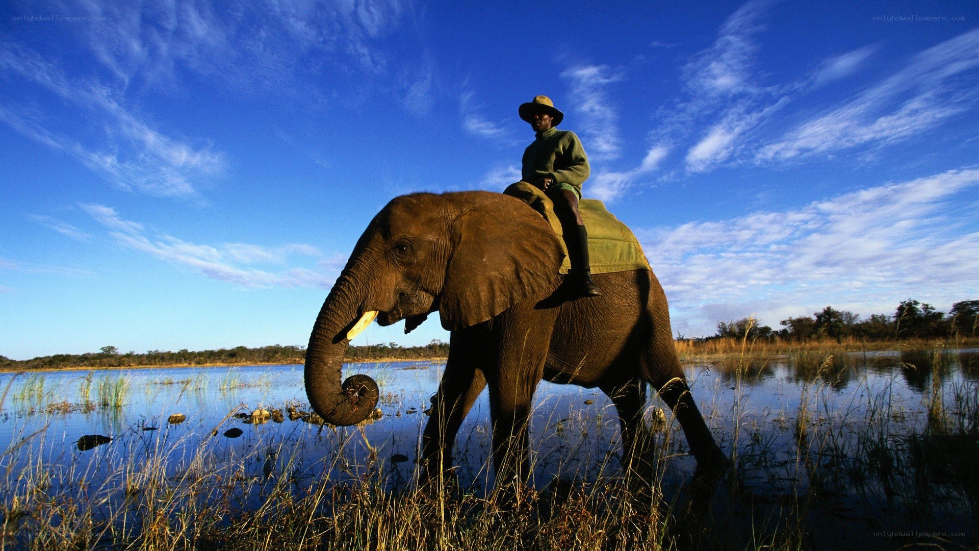 Man riding elephant in wetlands