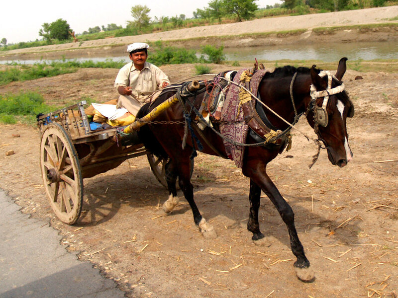 Man riding horse-drawn cart