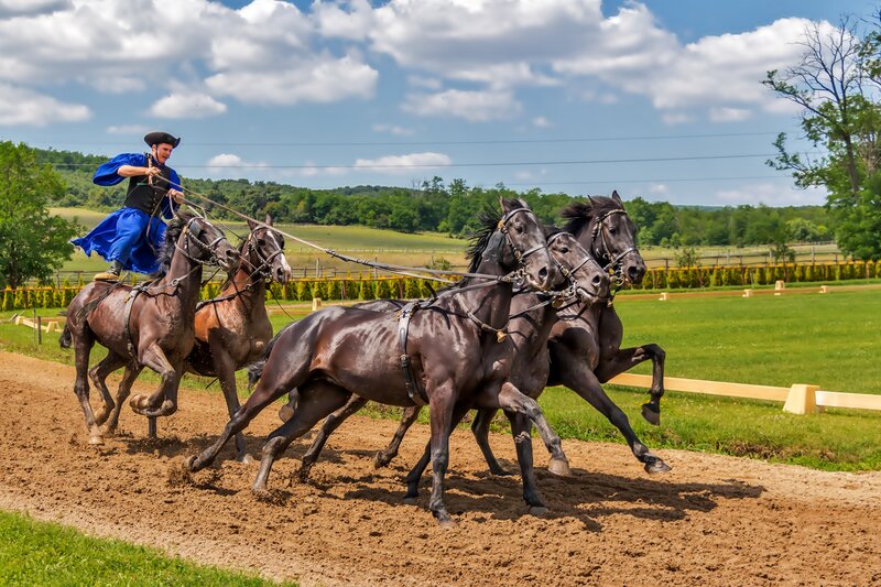 Man Riding Horses — Brown, Dynamic